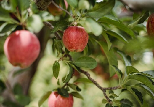 Orchards & Markets